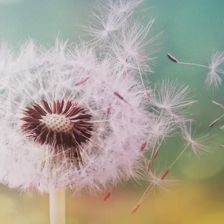 Pitypang * غيولا